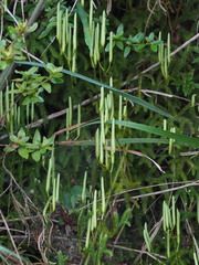 Lycopodium japonicum