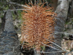 Banksia ericifolia