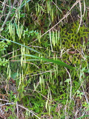 Lycopodium japonicum