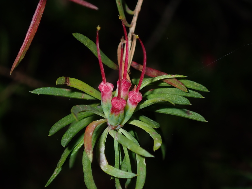 Darwinia procera