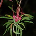 Darwinia procera - Photo (c) Thomas Mesaglio, algunos derechos reservados (CC BY), subido por Thomas Mesaglio
