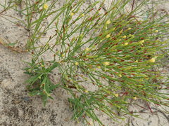 Hypericum gentianoides