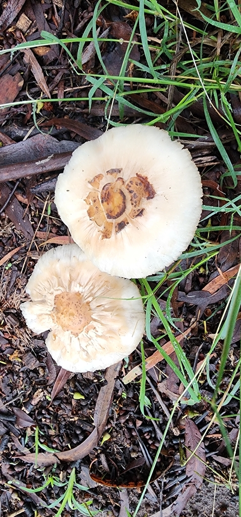 Chlorophyllum molybdites · April 2025 · photo: © bethlea_bell (iNaturalist, cc0)