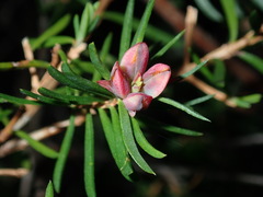Darwinia procera