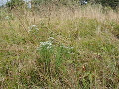 Eupatorium hyssopifolium