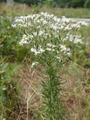 Eupatorium hyssopifolium