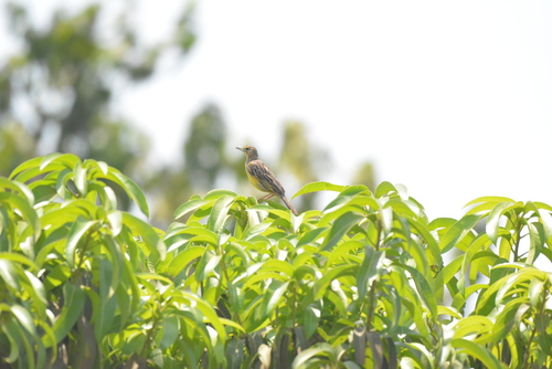 Yellow-throated Longclaw