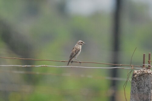 Whinchat