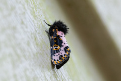 Xanthopastis regnatrix