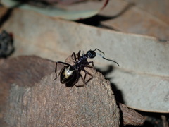 Dolichoderus clarki