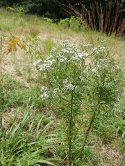 Eupatorium hyssopifolium