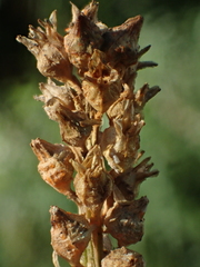 Aletris formosana