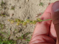 Cenchrus longispinus