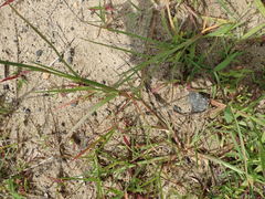 Cenchrus longispinus