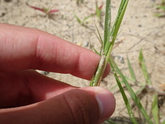 Cenchrus longispinus