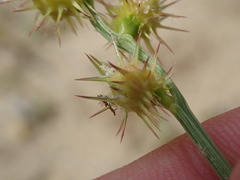 Cenchrus longispinus