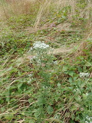 Eupatorium hyssopifolium