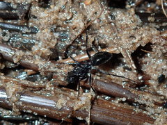 Dolichoderus clarki