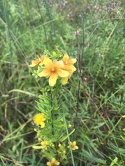 Hypericum lobocarpum