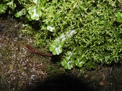 Marchantia polymorpha polymorpha