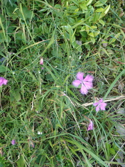 Dianthus longicalyx
