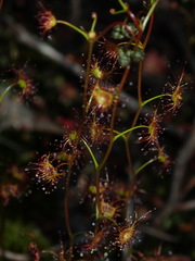 Drosera peltata