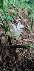 Curcuma longa