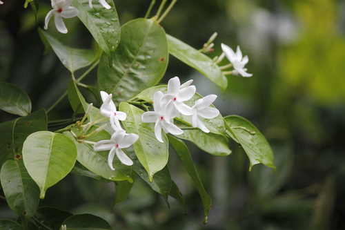 Singapore Kopsia (Kopsia singapurensis)