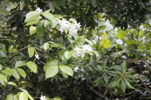 Image of Kopsia singapurensis by (c) Stella Fish, some rights reserved (CC BY)