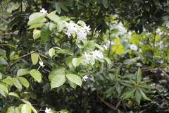 Kopsia singapurensis, photograph (c) Stella Fish, some rights reserved (CC BY)