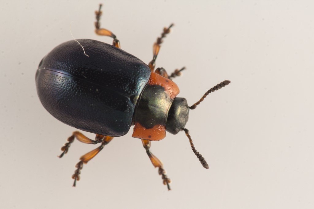Chrysomela collaris