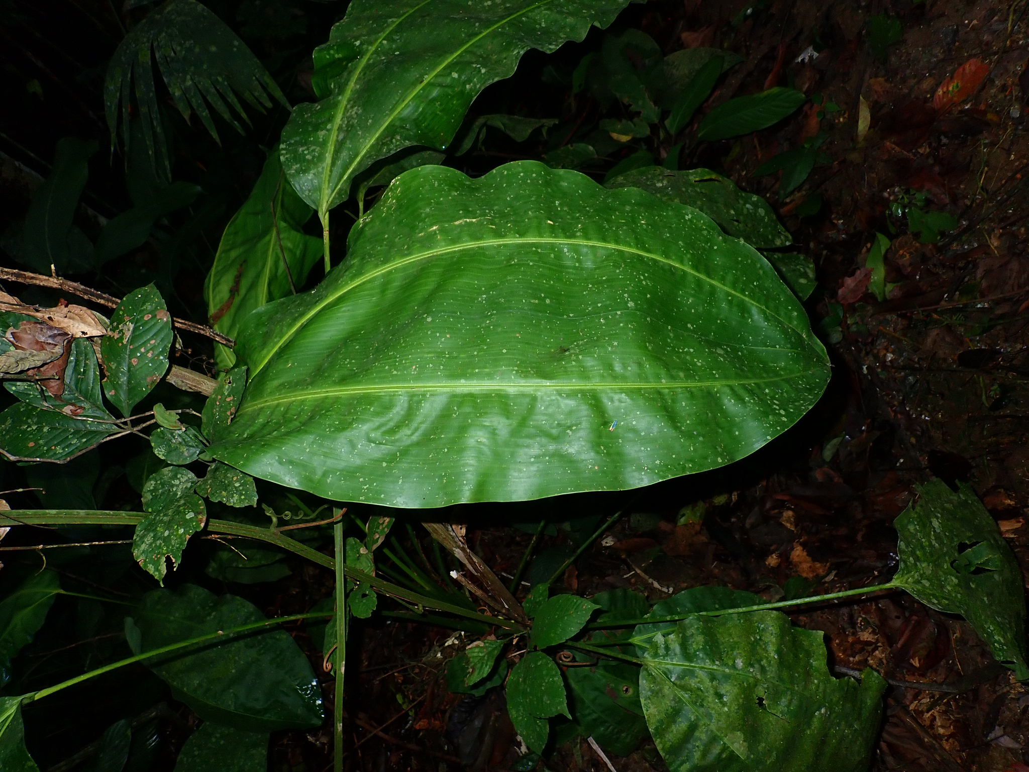 Imagem de Pacová