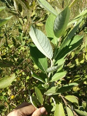 Salix
