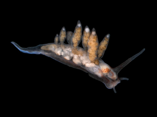 Johnston's balloon eolis