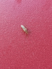 Belonochilus numenius