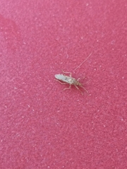 Belonochilus numenius