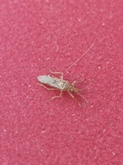 Belonochilus numenius