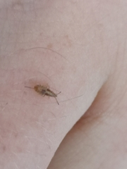 Belonochilus numenius