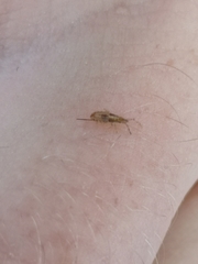 Belonochilus numenius