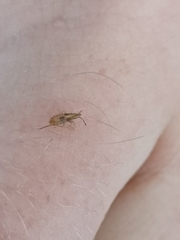 Belonochilus numenius