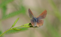 Echinargus
