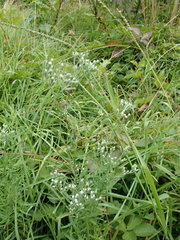 Eupatorium hyssopifolium