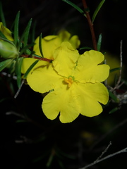 Hibbertia cistiflora