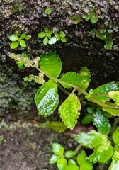 Pilea repens (Pilea repens)