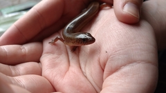 Black-Tailed Bar-Lipped Skink photo 2