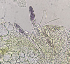 Ascobolus crenulatus