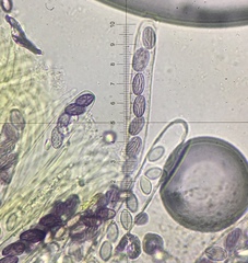 Ascobolus crenulatus