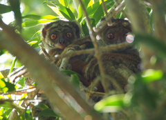 Avahi meridionalis