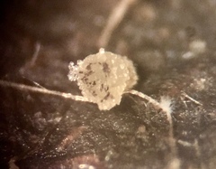 Ascobolus crenulatus