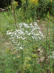 Eupatorium hyssopifolium